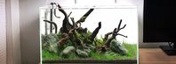 Creating a Classic Nature Aquarium Scape — Buce Plant