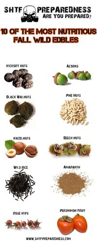 10 of the Most Nutritious Fall Wild Edibles 1. Hickory 2. Black Walnut 3. Pine…