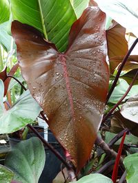 Philodendron Dark Lord Plant in 2x2x7″ Pot