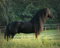 Friesian stallion