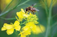 Research shows that potent neonicotinoid pesticides, used on many crops in the United States, pose serious threats to bees and potentially to humans. See why it's time to ban these dangerous pesticides. From MOTHER EARTH NEWS magazine.