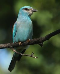 samuel_betschart_photography | European roller (Coracias garrulus) May 2019 #animals #birds #blauracke #colors 🐦 Species: European Roller 📍Switzerland🇨🇭 ⭐️The European Roller is the only member of the Roller family of birds to breed in Europe. Its overall range extends into the Middle East and Central Asia and Morocco. It is found in a wide variety of habitats, avoiding only treeless plains. It winters primarily in dry wooded savanna and bushy plains, where it typically nests in tree holes.