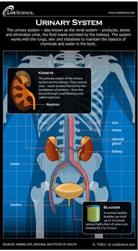 Diagram of the Human Urinary System (Infographic) #medschool #doctor #medicalstudent #medicalschool #resources #step1 #study #inspiration #school #tips