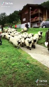 🐏🐏🐏 follow @ecosenpai❗ because you want more👍🙌😍😅The best video about animals! funny animal videos | funny animal videos can't stop laughing hilarious | cute animal videos animal videoys | baby animals videos | wild animal videos | pet videos | funny and dog videos | animal videos funny dogs | videos animales | animals beautiful videos | animals aesthetic videos | animals friendship videos. #cuteanimalsvideos#cuteanimals#animalsvideos #funnyvideos#cutevideos#sherp