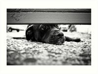 Black and White Street Photography Art Print for Sale | #dogonstreet #streetphotography #streetdog #bwstreet #bwstreetphoto #streetphoto #leica #leicaphoto #luciaeggenhoffer