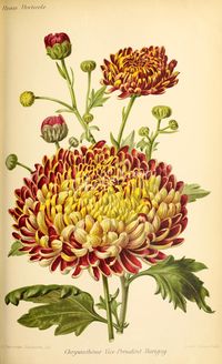Chrysanthemum ...