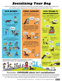 All sizes | Socializing Your Dog | Flickr - Photo Sharing!