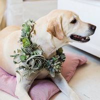 Create a succulent collar for your pup for your big day. Seriously adorable succulent garland from @colonialhouseofflowers // Photography by @thehappybloom // @siddavid