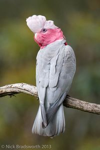 The Fauna Files