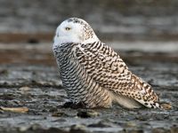 https://www.allaboutbirds.org/guide/Snowy_Owl/media-browser/66046411