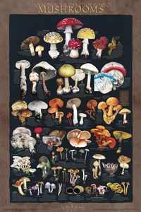 Poisonous & Psychoactive Mushrooms Poster