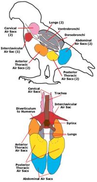 Air Sacs of a Bird. How the Respiratory System of Birds Works.