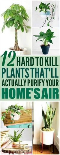 Air purifying plants are really cool! I'm pretty glad I found these house plants! Now I have some great home hacks and ideas for low maintenance plants that'll purify my air! Also, these add some great home decor! #houseplants #homedecor #DIY #homehacks #lowmaintenanceplants #plants #DIYideas #DIYprojects #homedecorideas #decor #decorideas