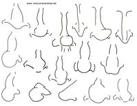 Intermediate noses 2