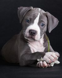 Gray and white puppy