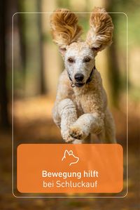 Der perfekte Zeitpunkt für einen Spaziergang! Wie auch bei Menschen hilft eurem Vierbeiner Ablenkung, um den lästigen Schluckauf loszuwerden. Durch die Bewegung beruhigt sich die Atmung und kommt wieder in Balance.