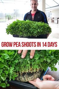 What you’ll learn: Step by step, how to grow pea shoots What you MUST do to prevent dangerous contamination Why coconut coir, seedlings pads do not work for pea shoots Recipe for simple pea shoots stir fry We love growing microgreens! They are not only highly nutritious, but also so simple to grow. No garden required. Just …