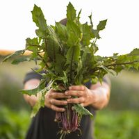 Every Local Farm That's Offering Pick Up Delivery During the Coronavirus Outbreak