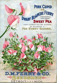 Blanche Ferry sweet pea