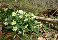 primrose, edible - Google Search