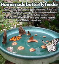 How to Make a DIY Butterfly Feeder? | Happy House and Garden Social Site