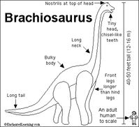Brachiosaurus
