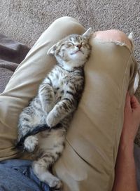 My foster kitten, Cosmos, happy as can be.