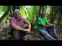(52) Is the Maya Forest Garden the key to sustainable agriculture? - YouTube