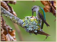Is your home rich in spirit?? - Blackbird Spyplane