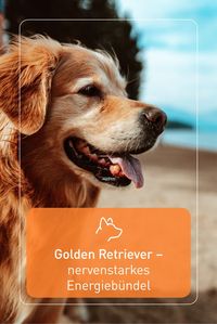 Geduldig mit Kindern, nervenstark und anpassungsfähig – viele Eigenschaften machen den Golden Retriever zum geeigneten Familienhund. Sie lieben lange Spaziergänge, Apportierspiele, alle Arten von Wasser – und Matsch. An einem Saugwischer mit Fleck-weg-Technologie kommt ihr da nicht vorbei!