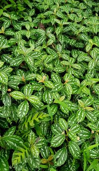 Pilea cadierei, commonly called aluminum plant, is native to Vietnam. The foliage looks like it has been splashed with aluminum paint, hence the common name. This is an upright, herbaceous perennial that is noted for its textured green and silver foliage. It typically grows in a shrubby clump to 12” tall.