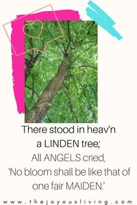 Christmas Music. Christmas Lyrics. There Stood in Heaven a Linden Tree. Hymns for Advent. Christmas Carols. Advent Hymns. Christmas playlist. #advent #christmas #music #virginmary