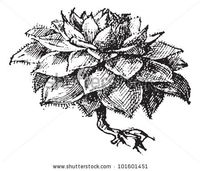 the houseleek is a symbol of domestic economy