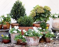 The Keys to a Monoculture Container Grouping - The Scout Guide