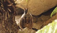 Blue Mountains National Park | NSW National Parks