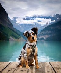 “A dog is the only thing on earth that loves you more than he loves himself!”
