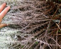 How to Prune Woody Herbs | Good Life Permaculture