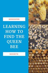 Learning how to find your queen bee is not easy for the beginner beekeeper. It gets easier with practice. #beekeeping #beehive #queenbee #beekeeperdyi