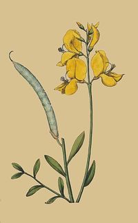 spanish broom - cleanliness