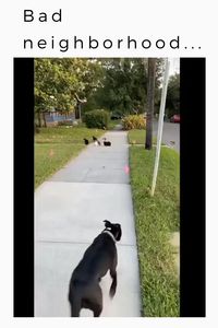 Bad neighborhood🐈vs🐕 😍follow @ecosenpai❗ because you want more👍🙌😍😅The best video about animals! animals videos gifs | funny animal videos | funny animal videos can't stop laughing hilarious | cute animal videos animal videoys | baby animals videos | wild animal videos | pet videos | funny and dog videos | animal videos funny dogs | videos animales | animals beautiful videos | animals aesthetic videos | funny animal gifs #cuteanimals#animalsvideos #funnyvideos#cutevideos#animals#fight