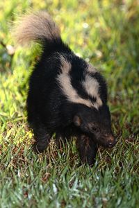 conepatus semistriatus - Pesquisa Google