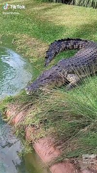 crocodile enters the water😅crocodile videos | scary crocodile | crocodile funny | animals cute | funny animals | babie animals | adorible animals | animals funny | hilarious animals | funny animal videos | funny animal videos can't stop laughing hilarious | cute animal videos animal videoys | baby animals videos | wild animal videos | pet videos | funny and dog videos | animal videos funny dogs | videos animales | animals aesthetic videos | animals friendship videos#animal#animals#videos#funny