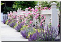 Salvia Flower Bulbs, Easy to Grow Salvia Flowers, Bright Color Salvia