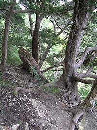 How to Draw Trees (Part 1) by Diane Wright