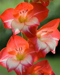 Todos os tamanhos | Gladiolus 1 | Flickr – Compartilhamento de fotos!