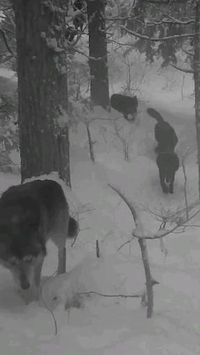 #wolf #wolfpack #animal #wild #ice #snow #dog #nature