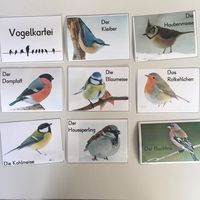 Bilderkartei über heimische Standvögel. Die Kinder müssen ein Vogelmemory lösen und anschließend sollen sie die Vögel richtig einfärben. Diese Vogelkartei soll dabei helfen. #sachunterricht #tiereimwinter #vögelimwinter #sachunterrichtindergrundschule #grundschule #grundschulideen #grundschullehrerin #ideenbörse #froileinskunterbunt