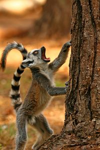 Baby Ringtailed Lemur by jackie#1981 on Flickr.