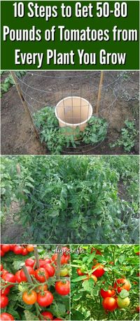 I’ve been gardening in my backyard for several years now, and each year I’ve learned something new. More often than not, these have been hard-won lessons through trial and error, and I emphasize the word “error.” #gardening #tomato