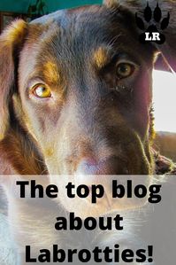 The top blog about Labrotties! #puppy #training #dogs #animals #black